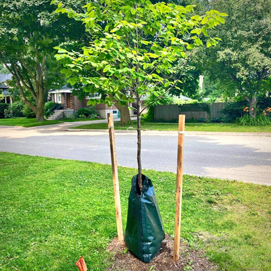Irrigation bags help newly planted trees