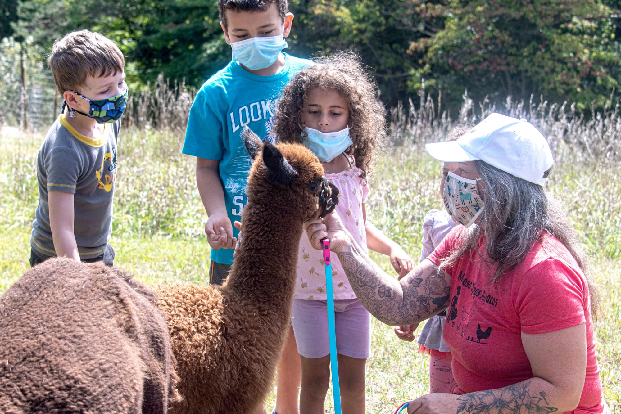 Hillsburgh alpaca farm hosted open house