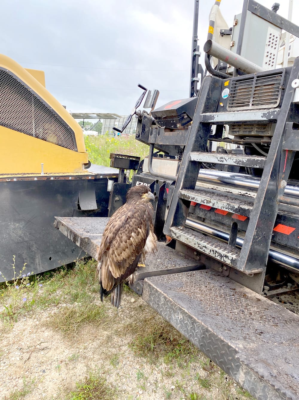 Kenilworth man rescues young bald eagle in Walkerton