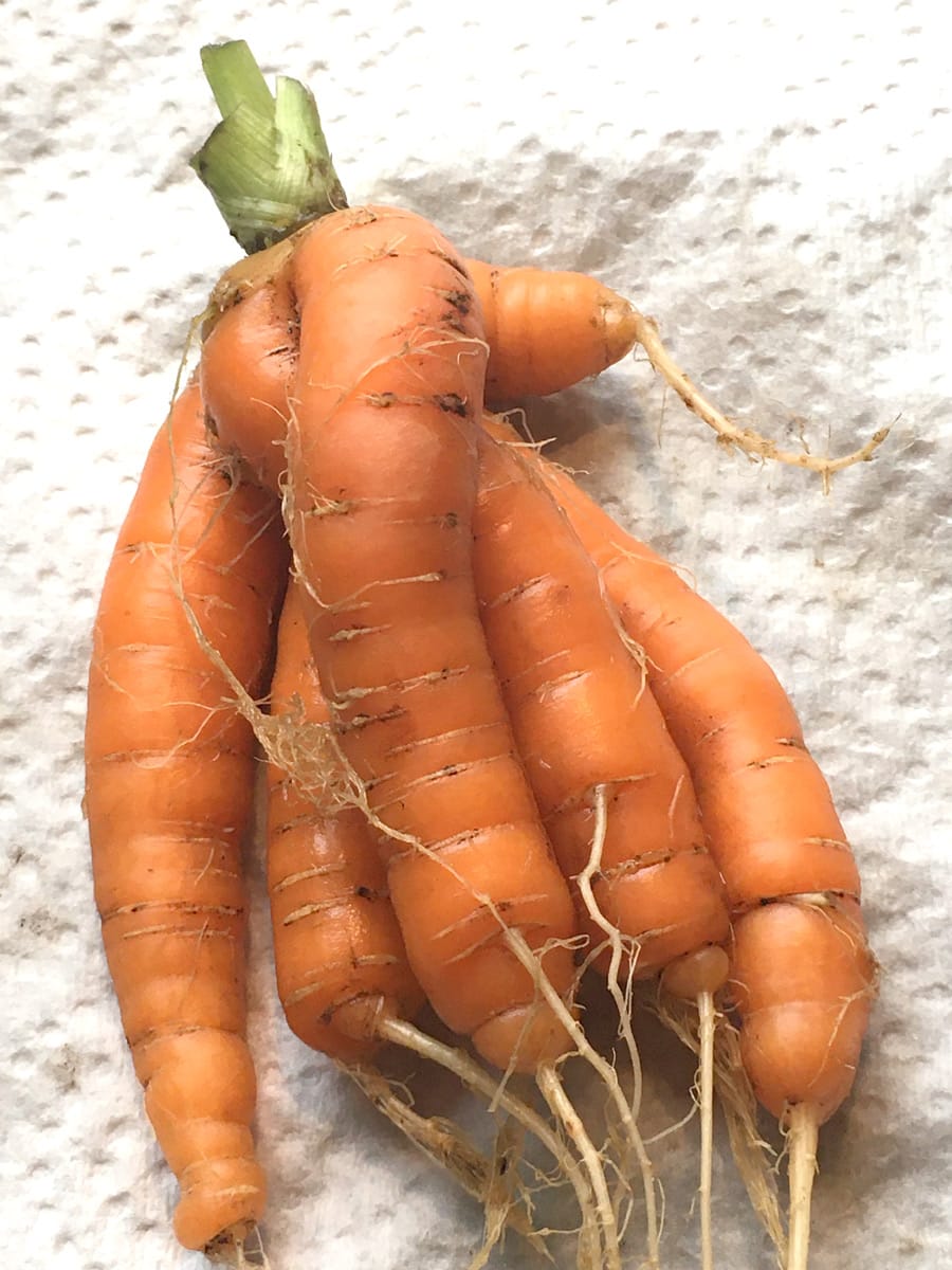 Arthur gardener harvests sextuplet carrot