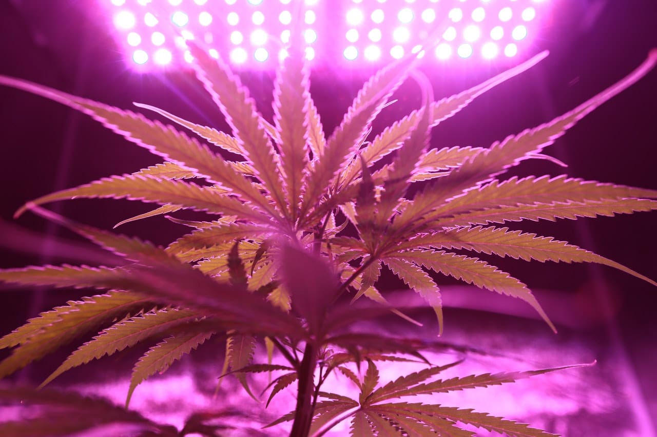 New commercial cannabis production taking a breather in Wellington North