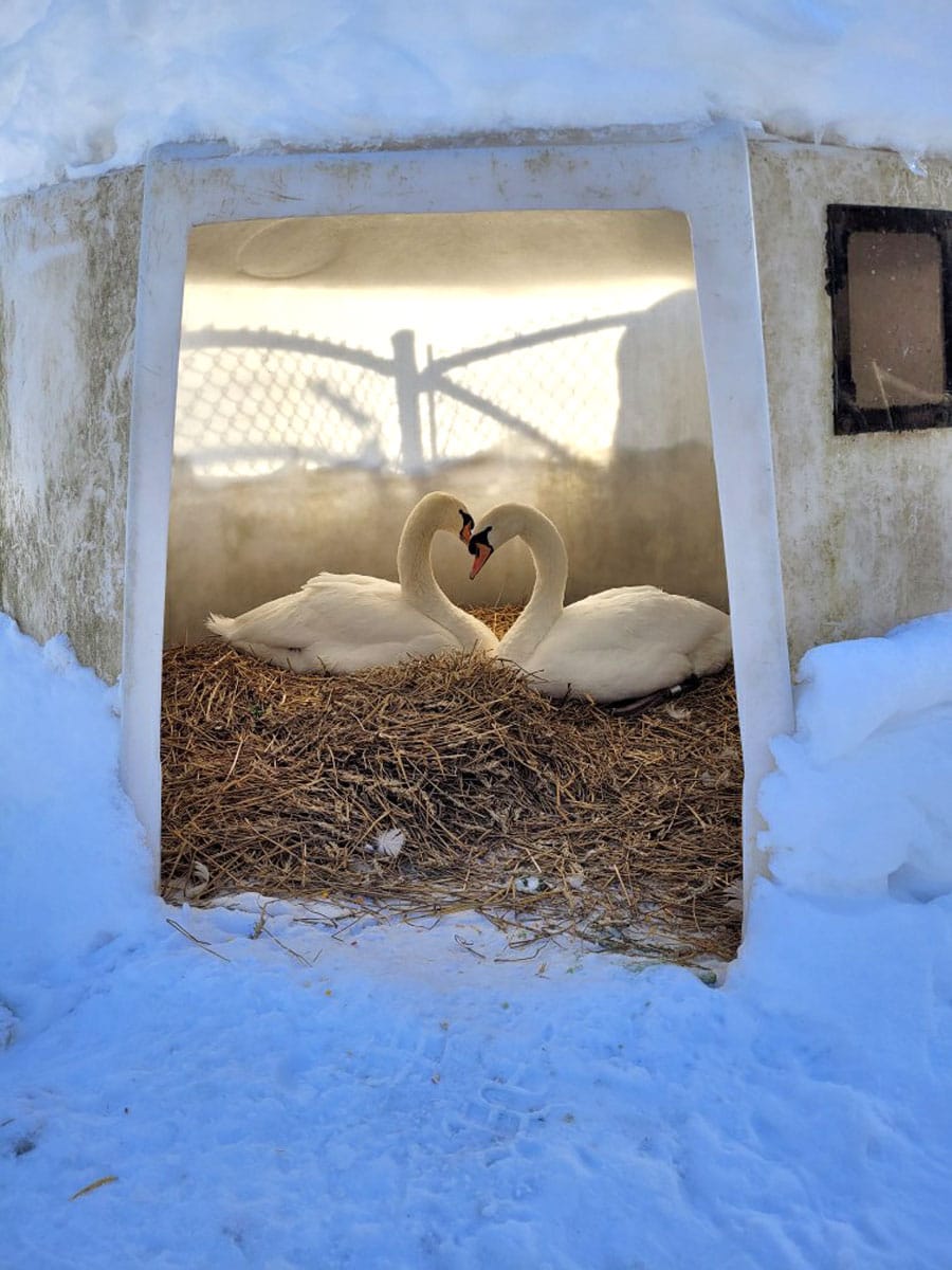 Swan love in Elora