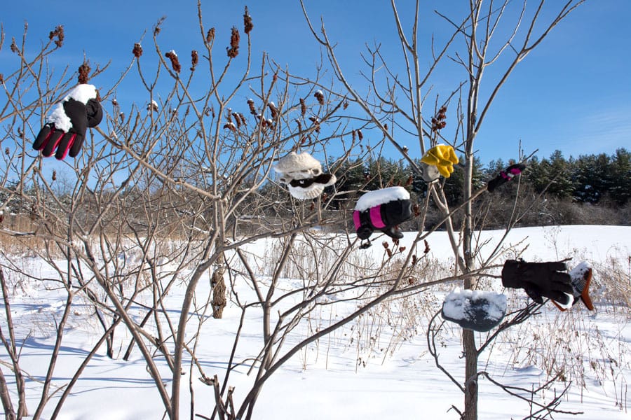 Mitten tree on Starky's Hill trail a lost and found for the season