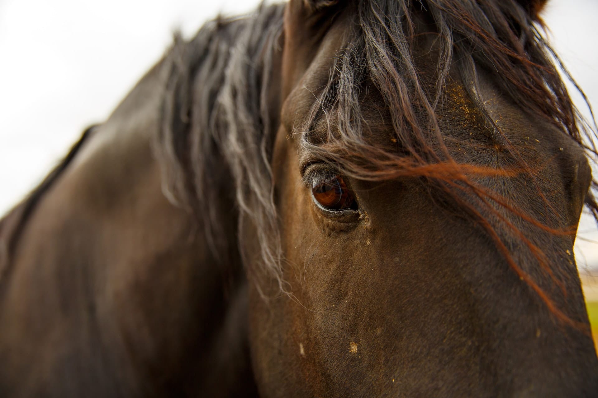 Wellington County horsepeople facing challenge with shortage of ‘deadstock operators’