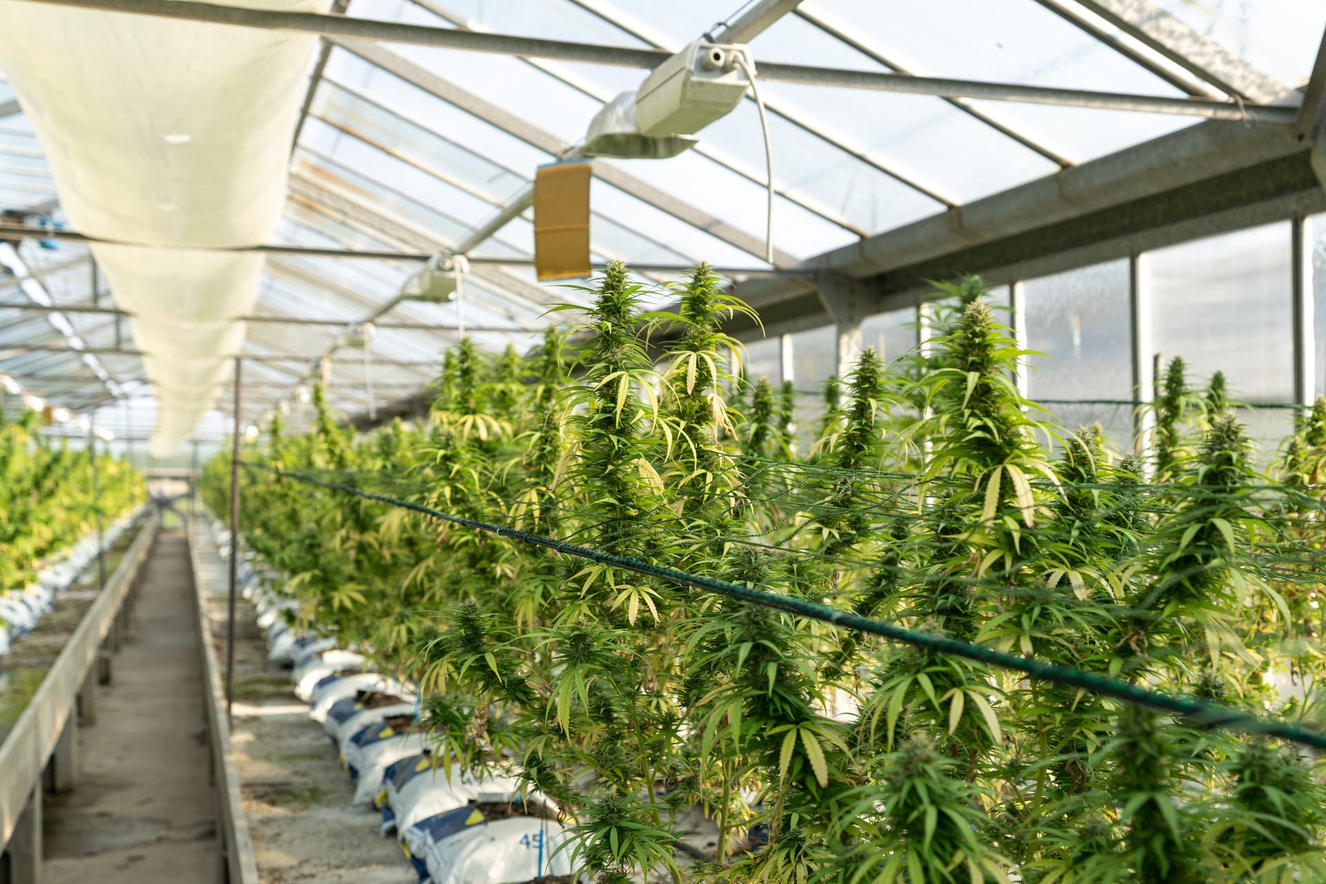 Wellington North moving to second stage of study on cannabis production land uses