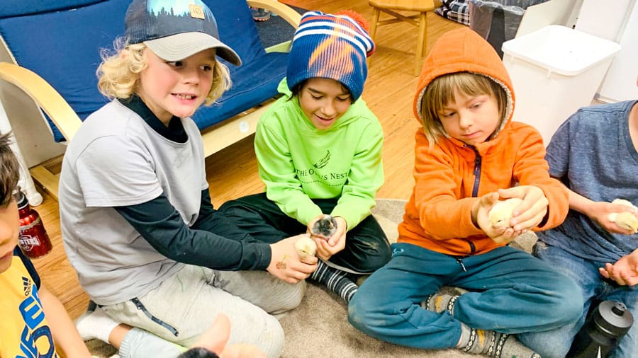 Raising chicks teaches students about egg cycles, life span of chickens