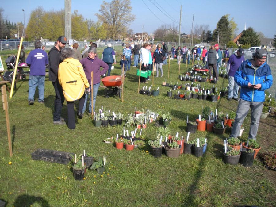Fergus and District Horticultural Society plant sale returns