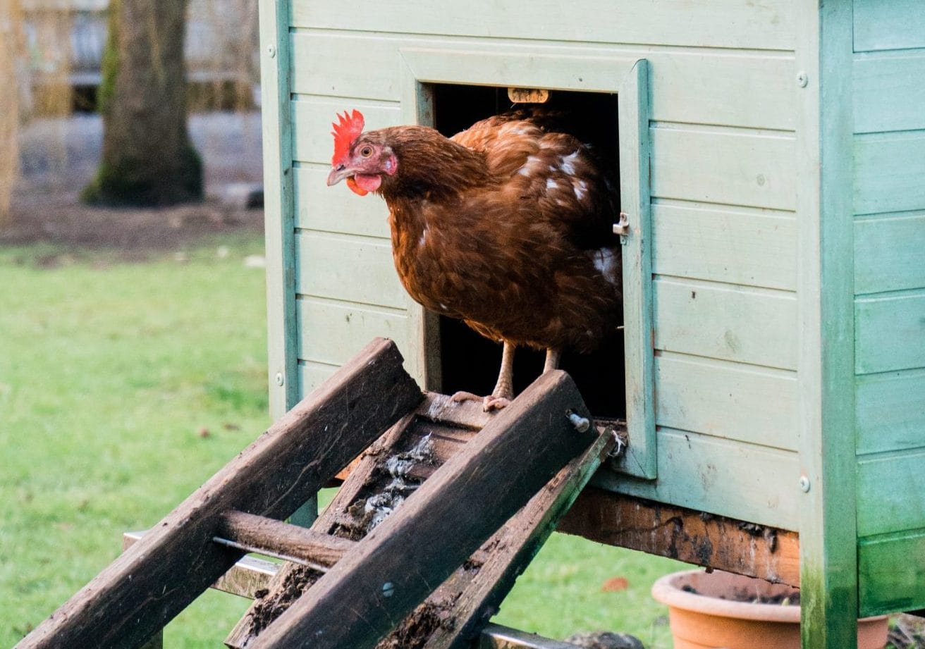 No soft spot for feathered friends at Wellington North council