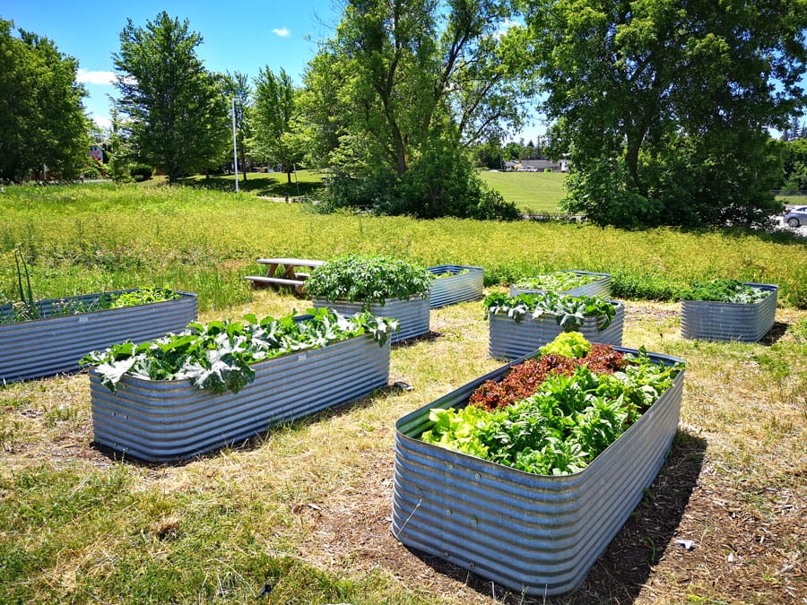 From nothing to something: Volunteers growing food for food bank in community garden