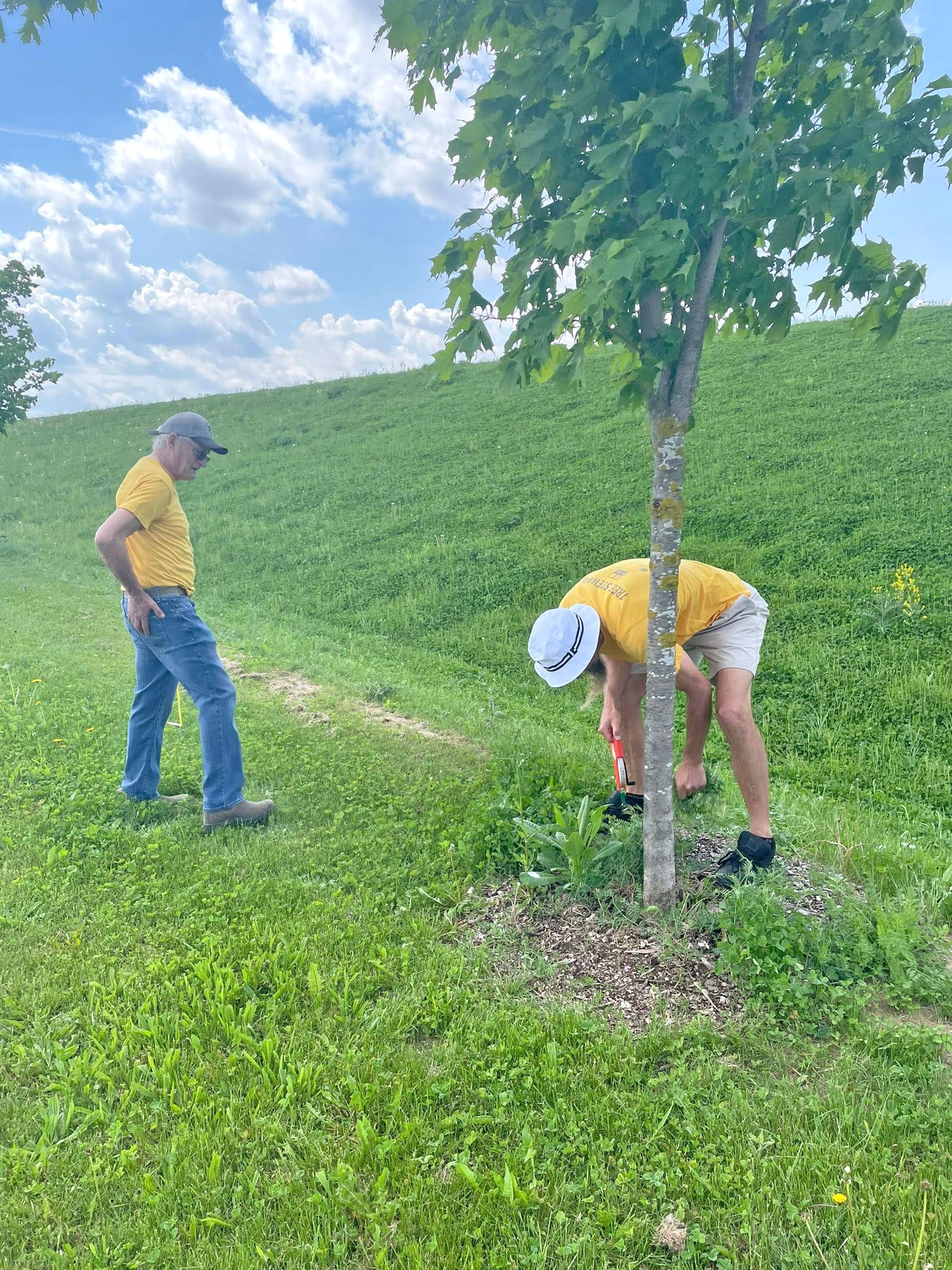 Neighbourwoods’ Tree Inventory Program back for final summer