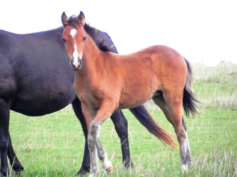 Research into development of foal’s gut could advance treatment of critical cases of diarrhea