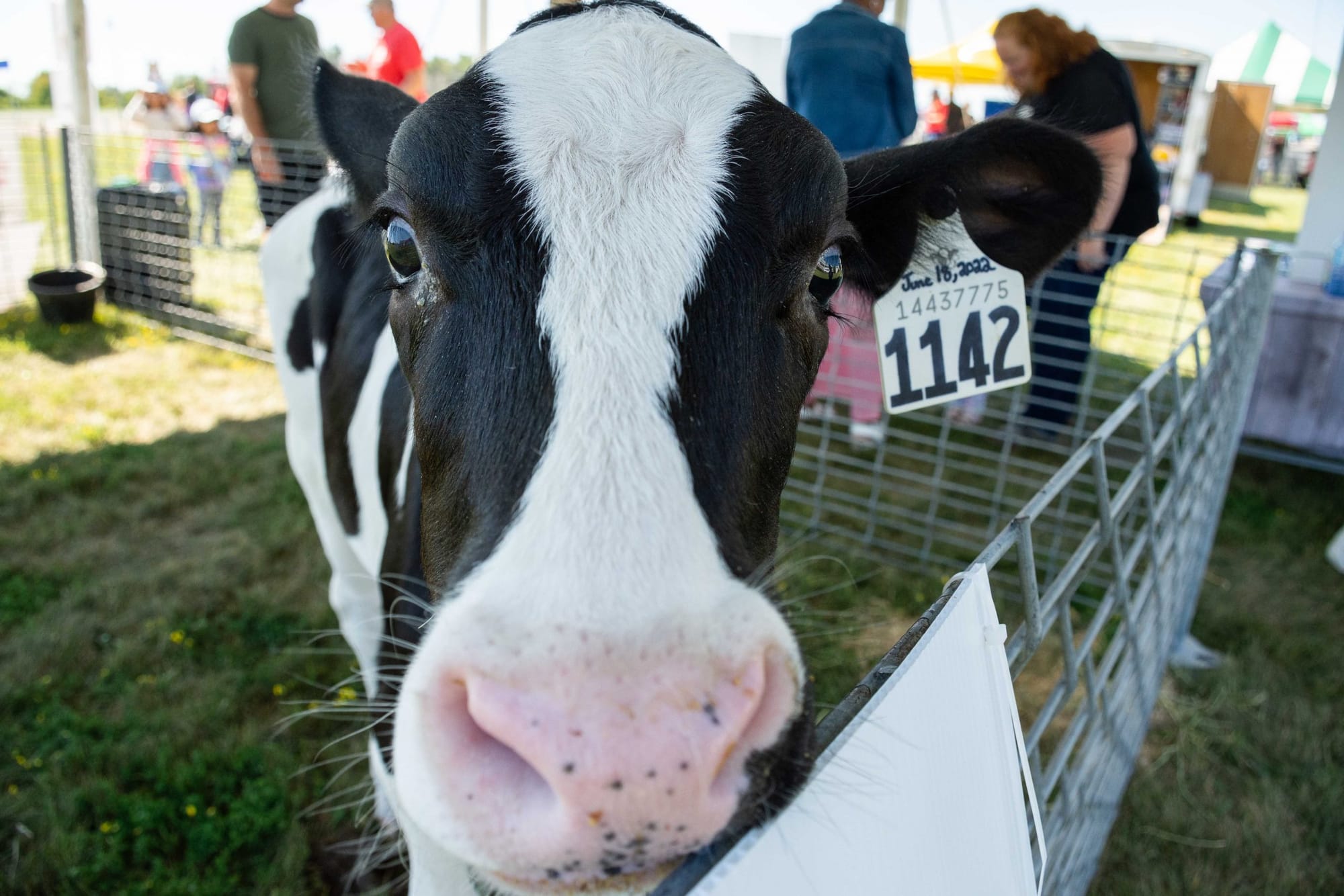 Farm and Food Care event brings the farm to the people in Elora