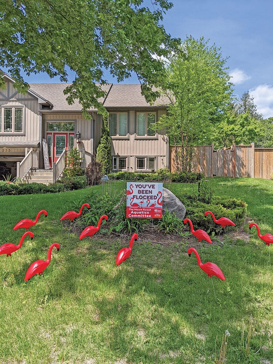 ‘You’ve Been Flocked’ campaign returns to raise funds for new outdoor Mount Forest pool