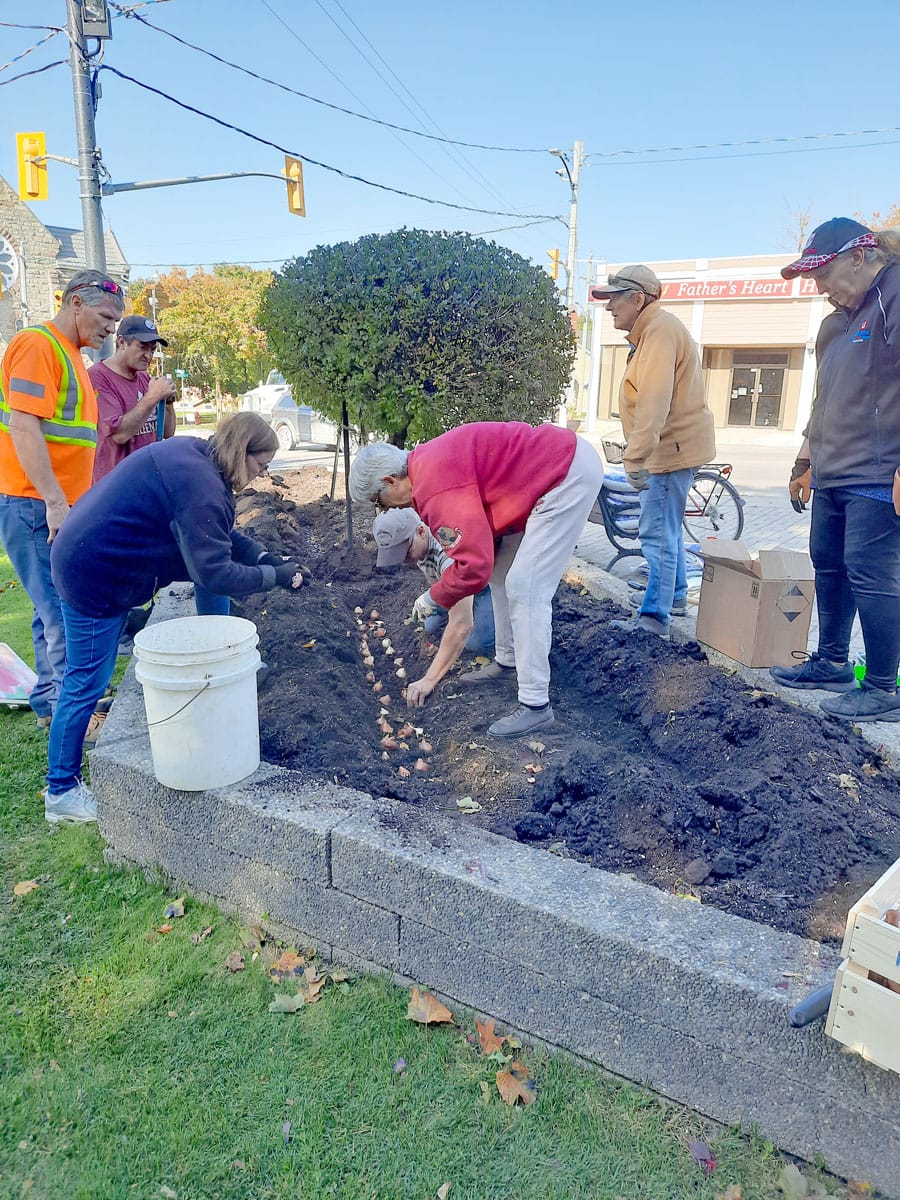 Alltreat Farms and Arthur Horticultural Society plant 800 tulip bulbs at Arthur Cenotaph