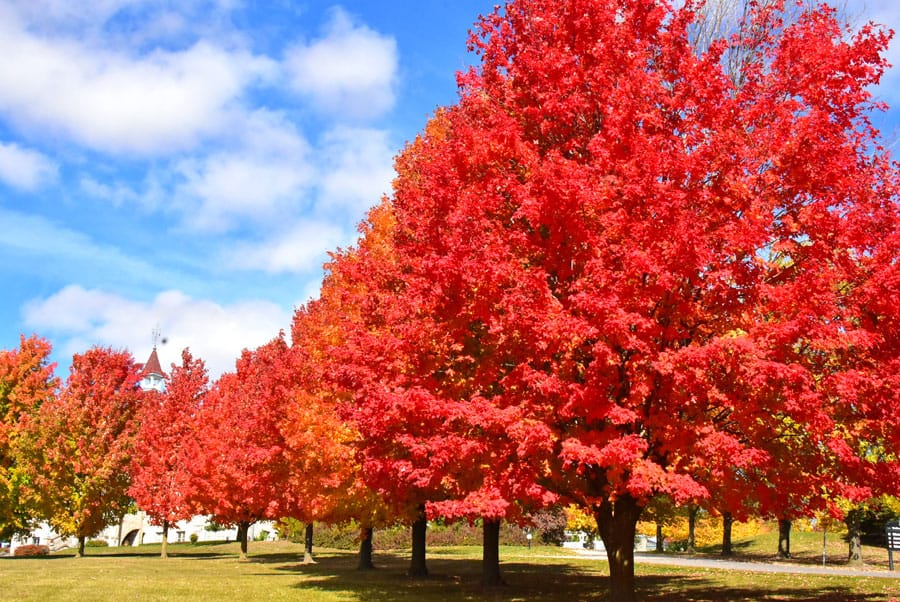 Autumn leaves bright at WCMA
