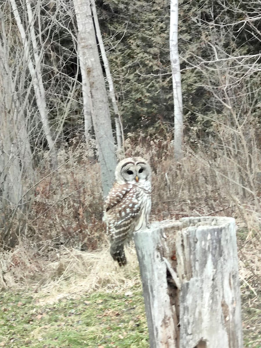 Grey owl spotted on Beatty Line