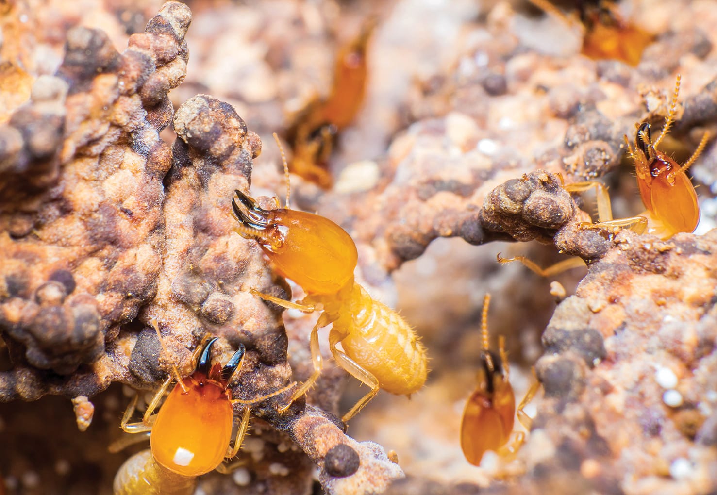 Centre Wellington plans to institute termite eradication program