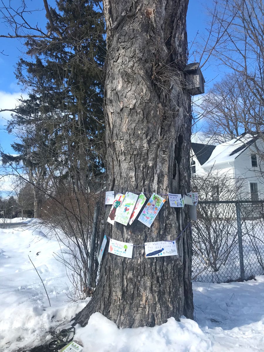 Historic sugar maple must come down but Tree Trust invites people to leave a message beforehand