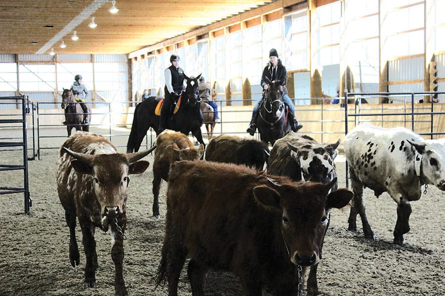 JohnMel stables in Puslinch hosts beginners’ cattle sorting clinic