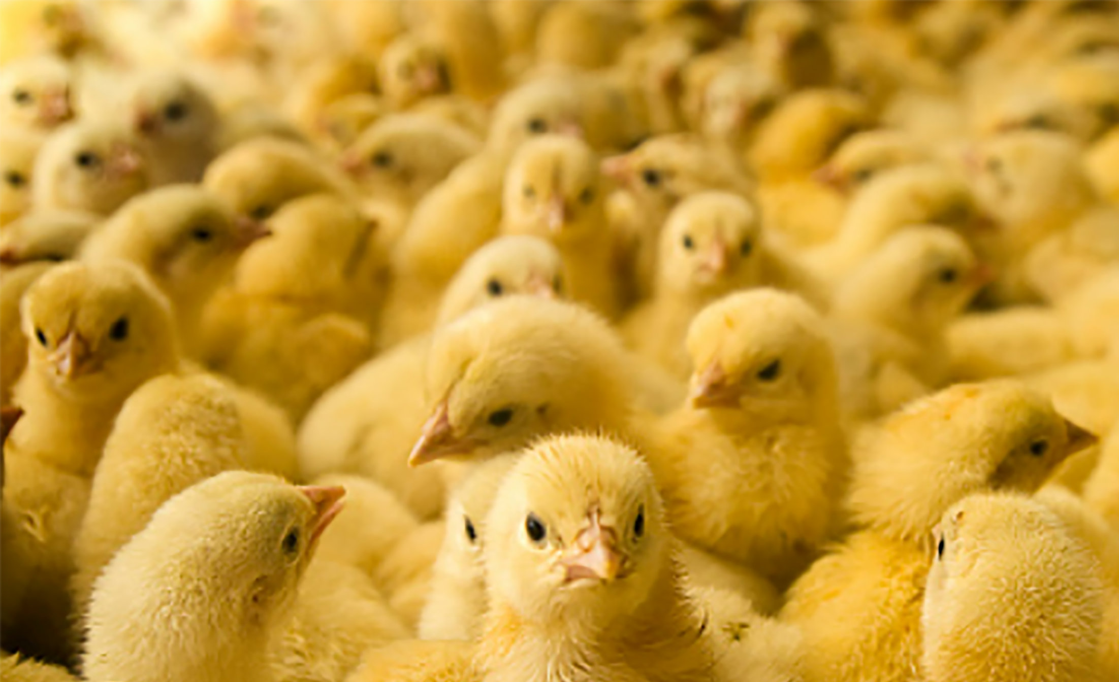 OPP: 30,000 chicks stolen from Huron County farm
