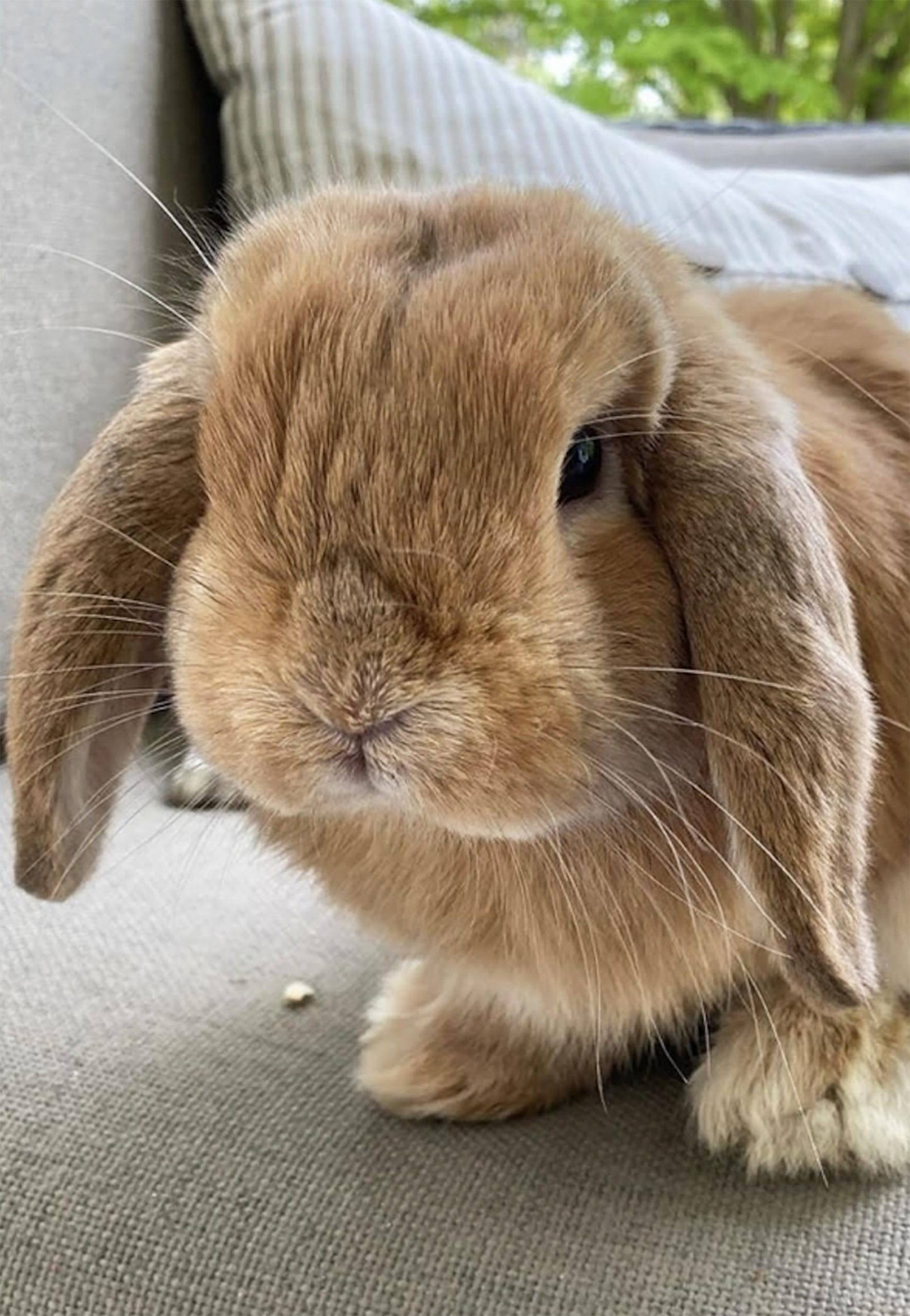 Caring for rabbits; the do’s and don'ts of Easter bunnies