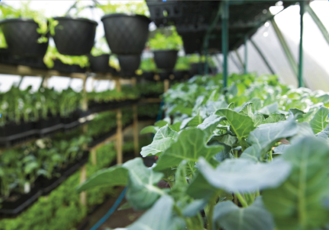Natural farm fresh produce cultivated in a controlled environment