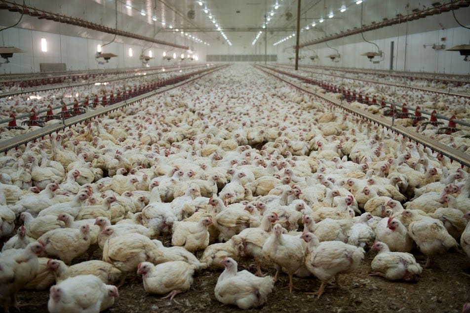 Expansion of former Wellington Poultry abattoir to bring more jobs, new product line