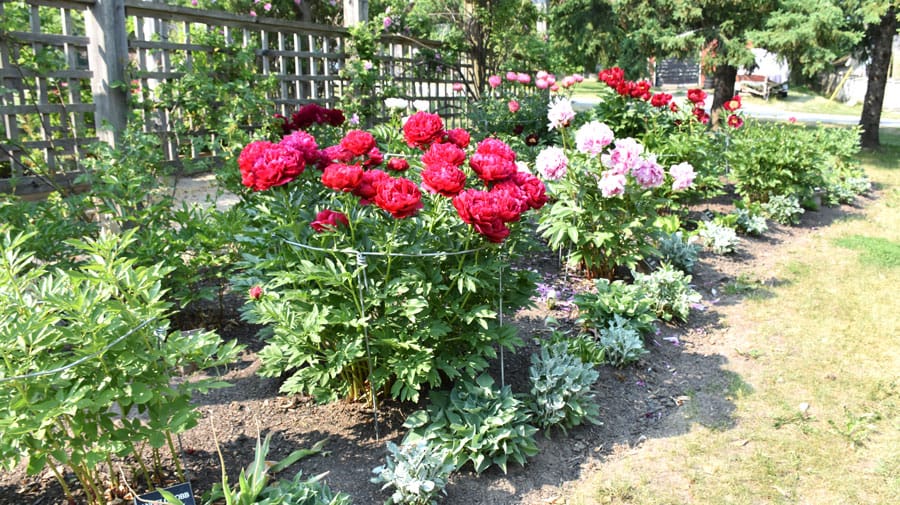 Peonies in the park