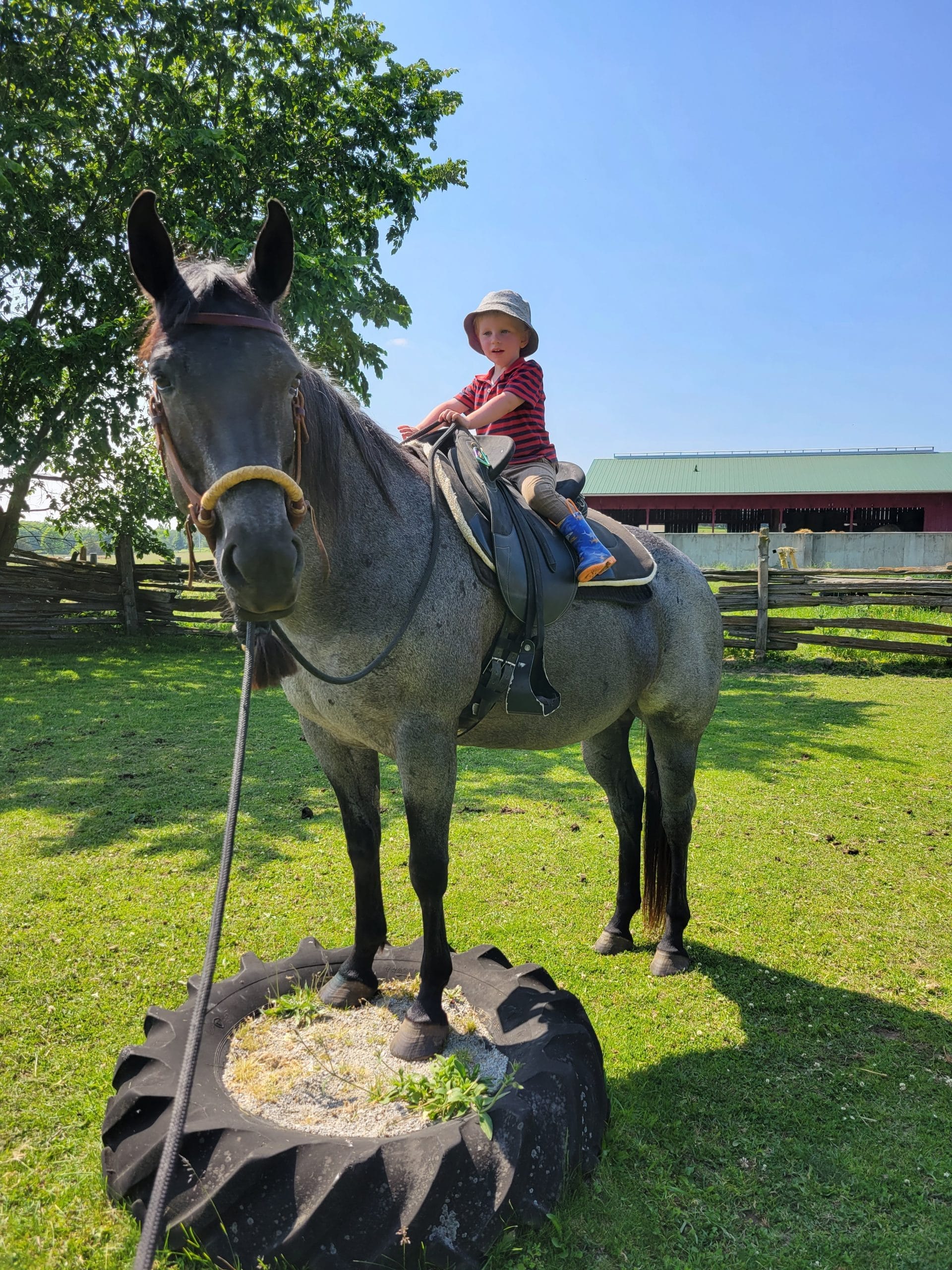 Horsin' around at Maplewood Farm