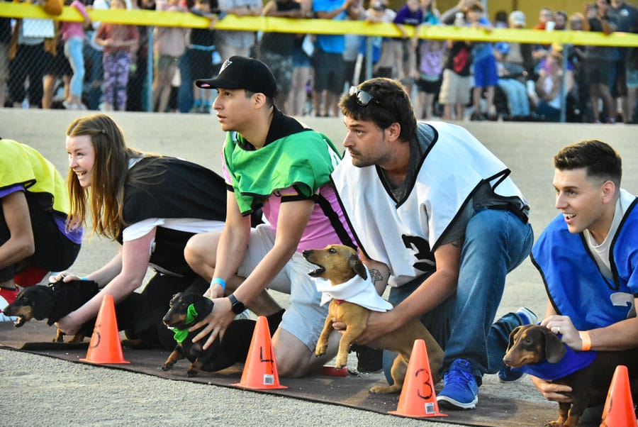 ‘Gus’ claims Wiener Dog Championship at raceway