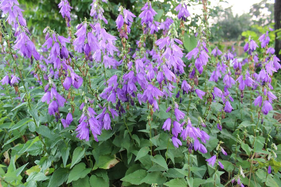 Hiding in plain sight: is that beautiful bloom invasive?