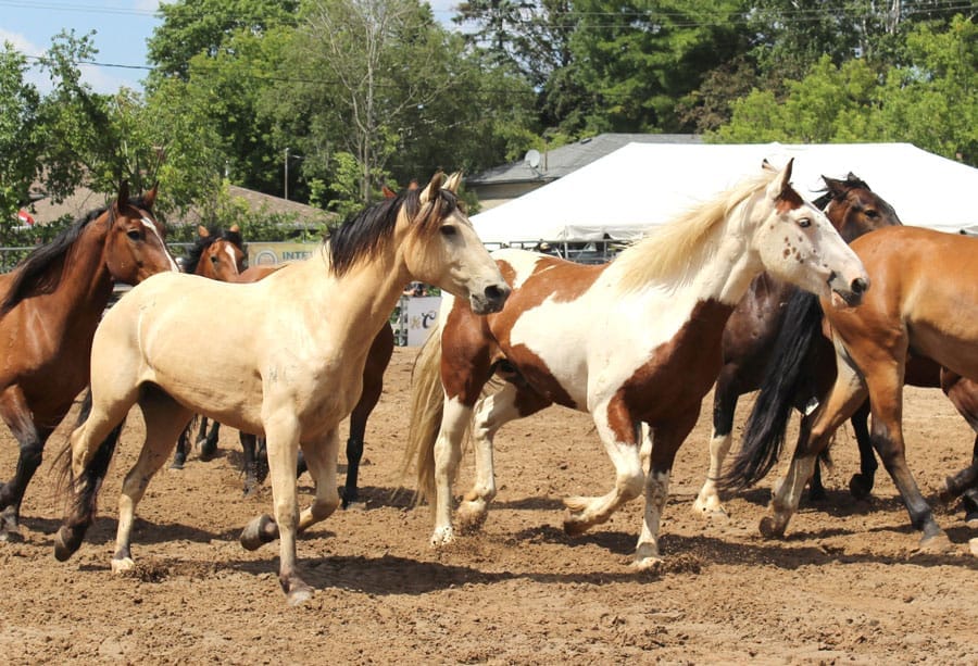 Heat stress and dehydration can harm horses: OVC professor