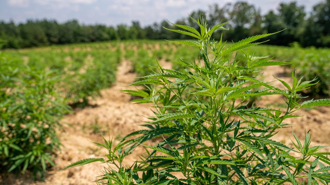 Commercial cannabis production permitted in Wellington North under new bylaw