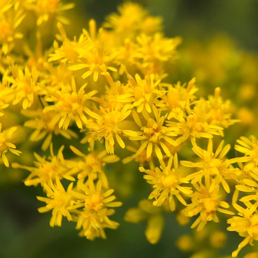 Gardeners growing keystone plants essential to ecosystem