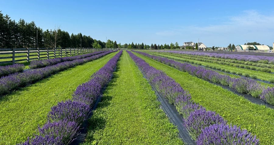 Lavender Festival supports Alzheimer Society