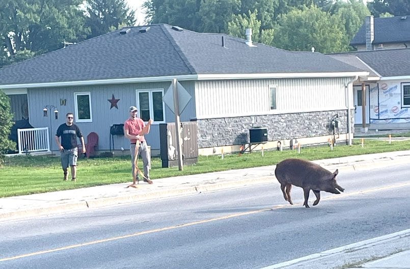 Live trap set in attempt to capture fugitive hog