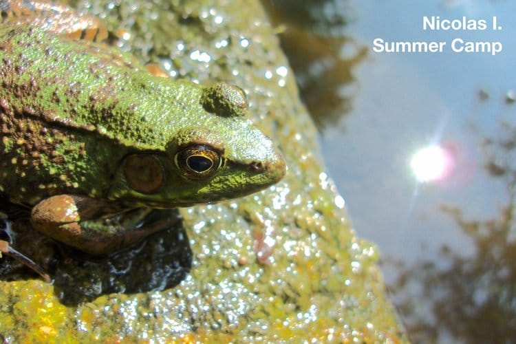 Focus on Nature garden party celebrates student work