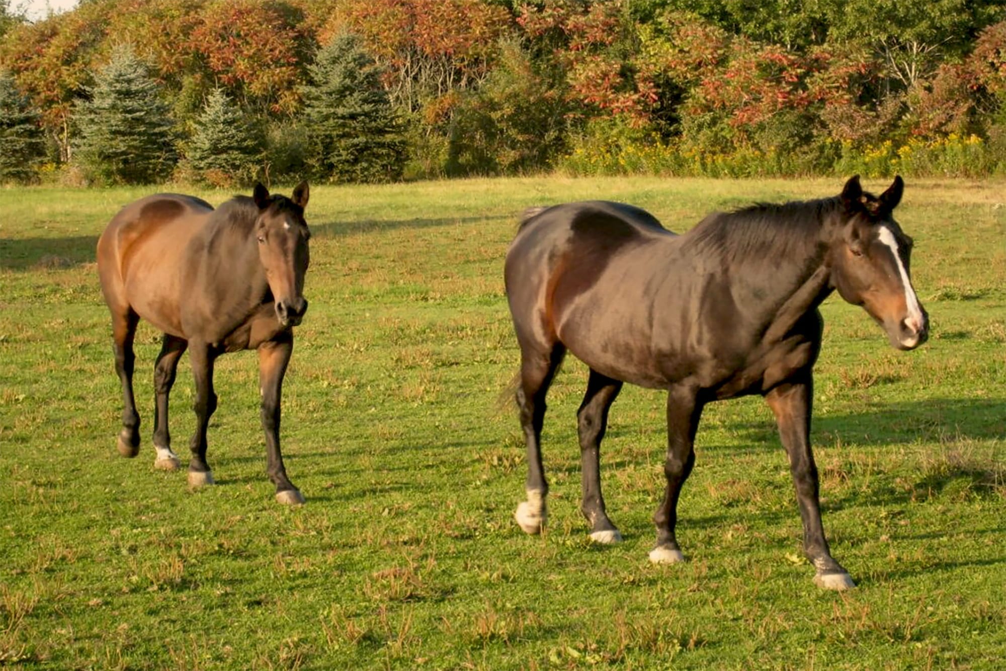 Equine enthusiasts recognize Senior Horse Education Month