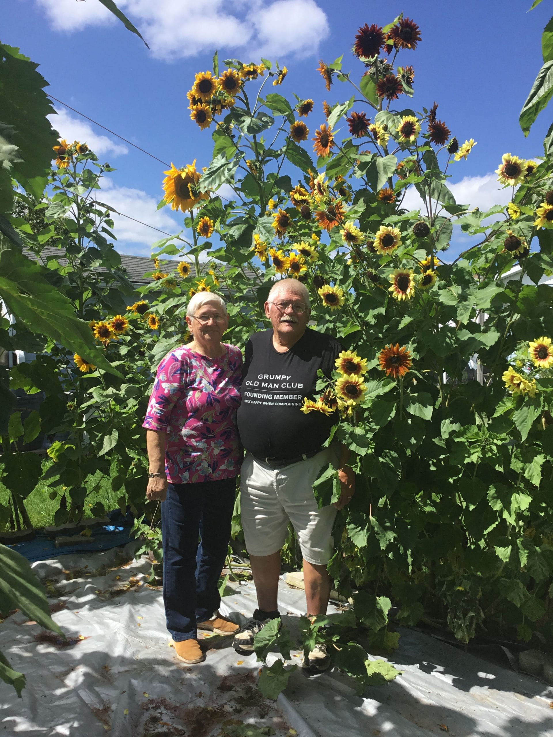 Sunflowers towering in Wellington North