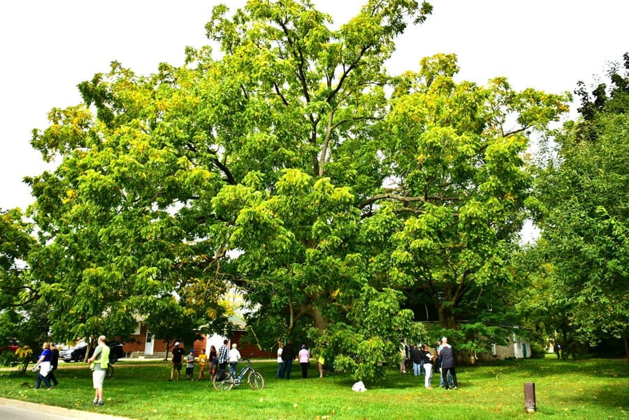150-year-old black walnut tree named Tree of the Year