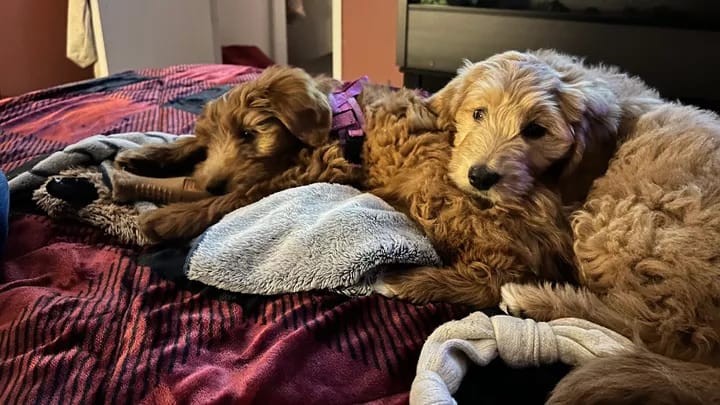 Bill aims to curb sales from puppy mills; animal advocates say proposed law falls short