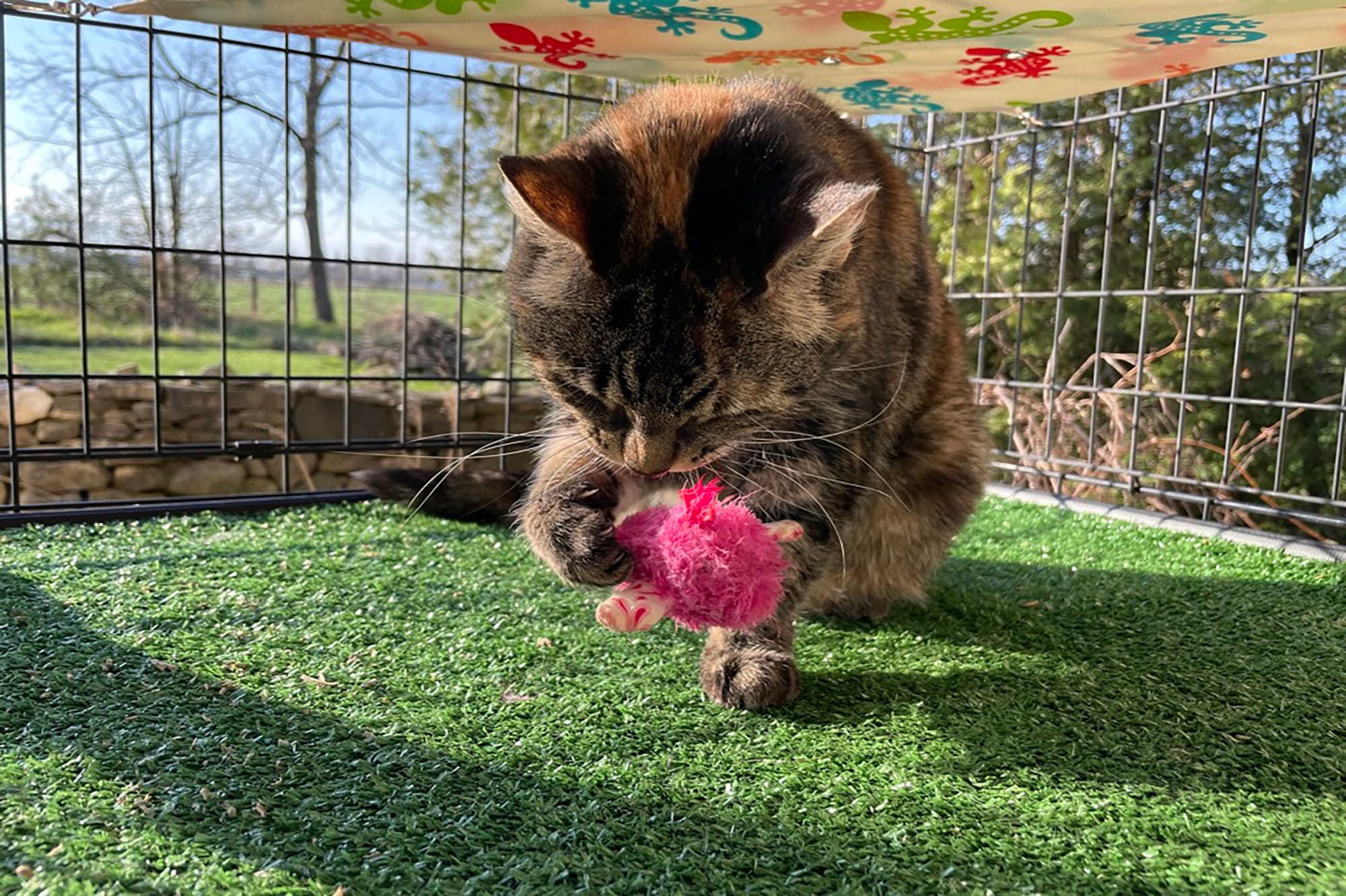 A breath of fresh air: Giving indoor cats a taste of the Great Outdoors