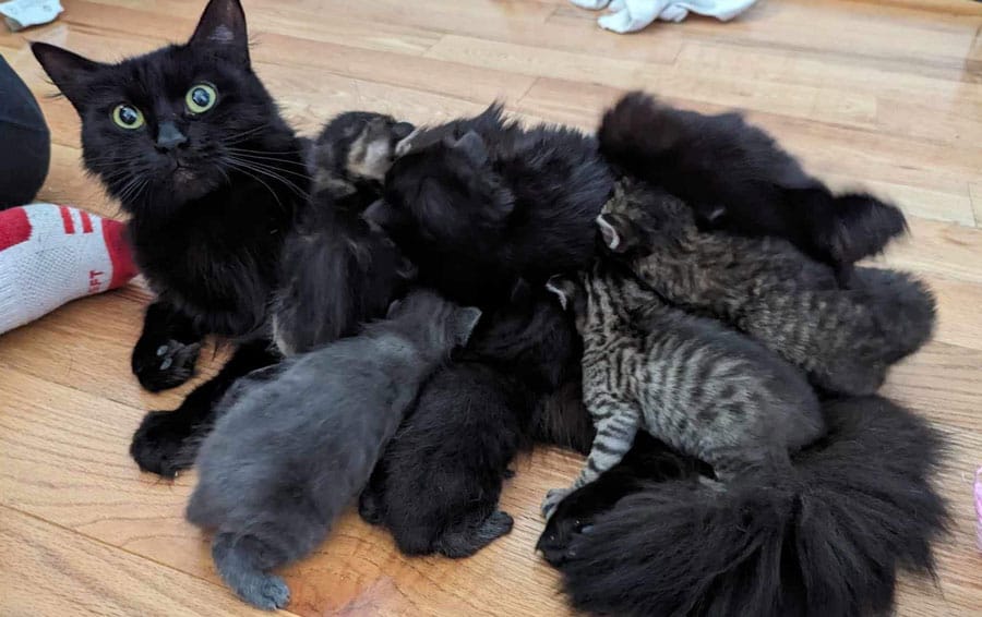 Arthur Animal Rescue in ‘urgent’ need of foster homes for cats