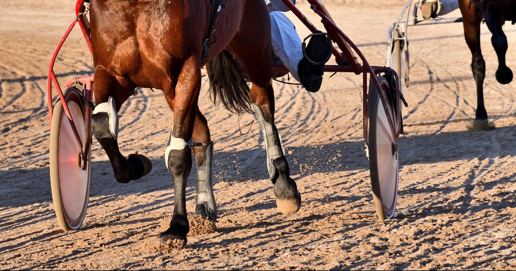 Horse Racing Appeal Panel clears local harness racing trainer of horse cruelty