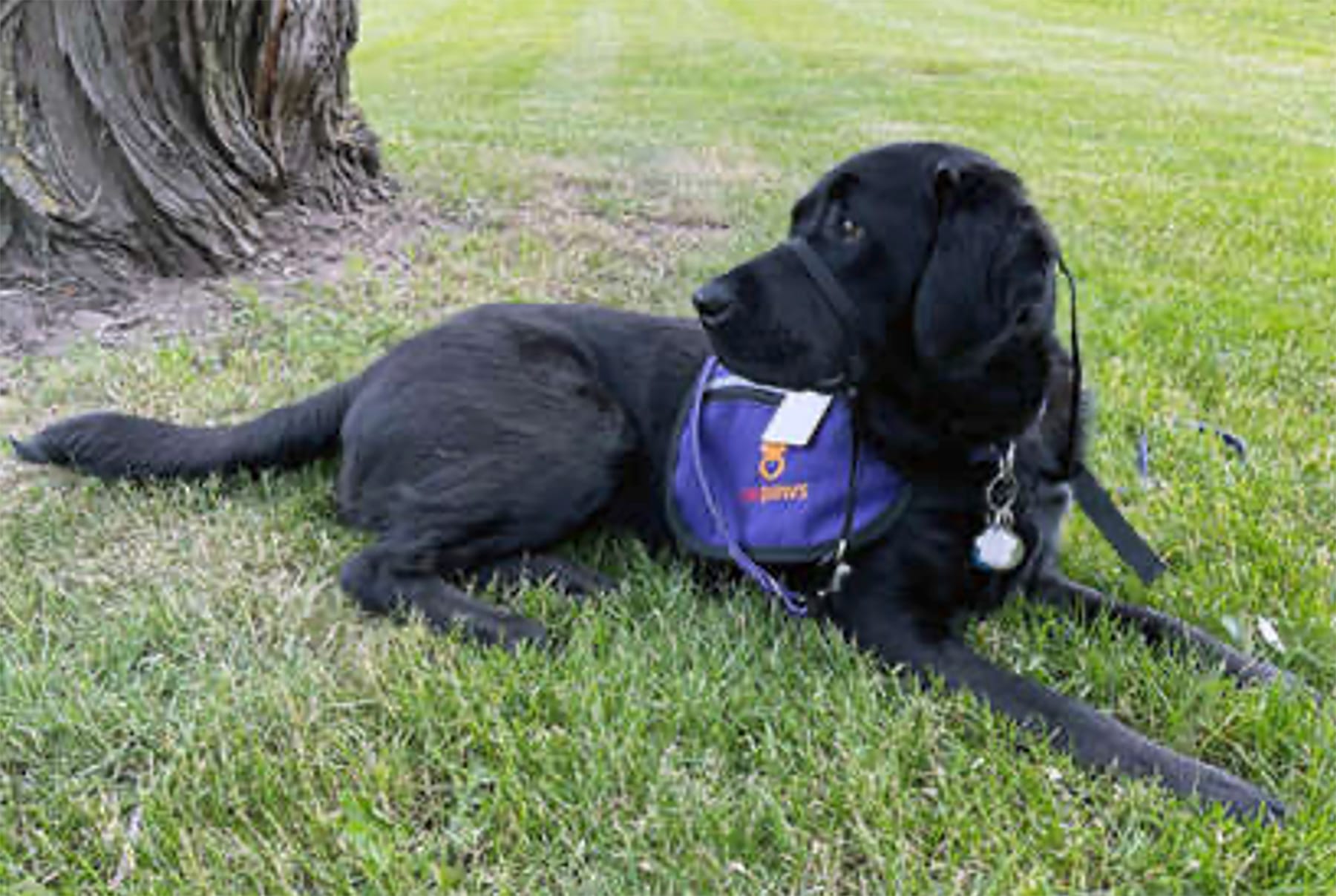 Paws and Relax: U of G studies mental wellness among hospital staff