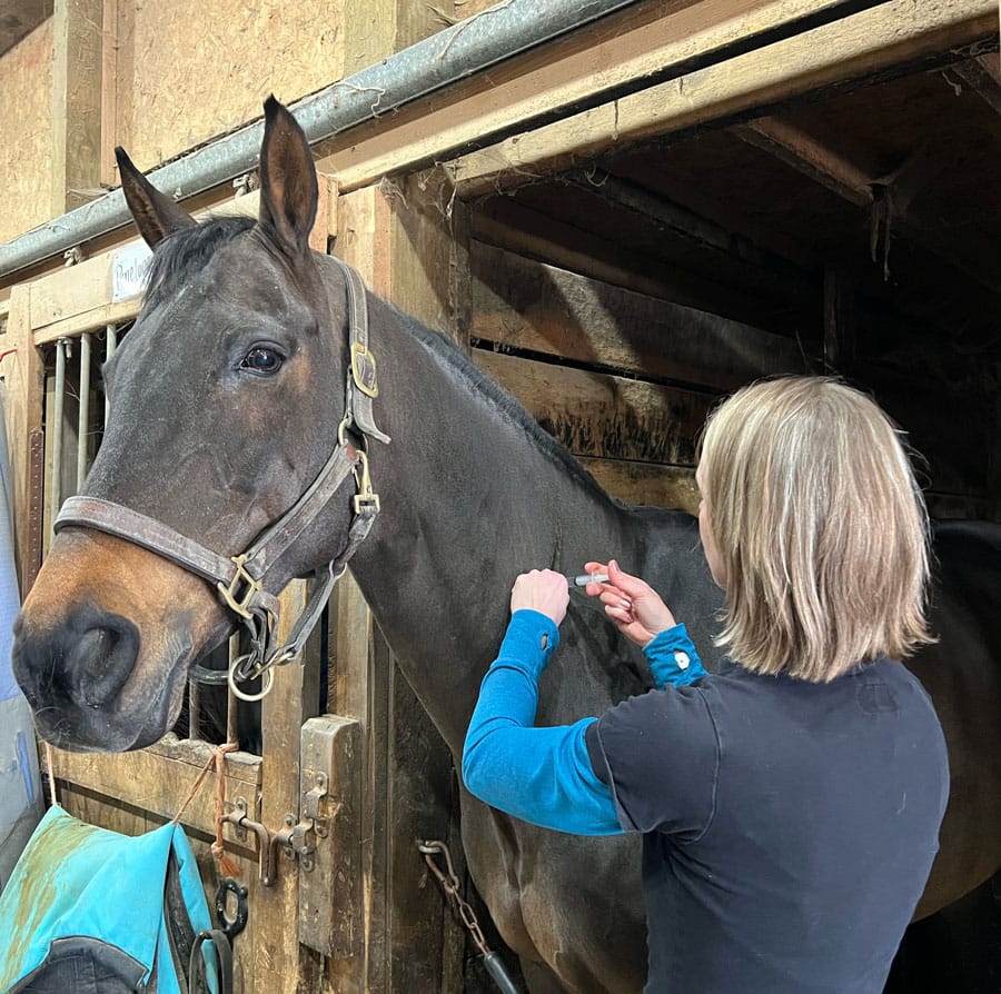 Climate change has impacted horses’ health in recent years: vet