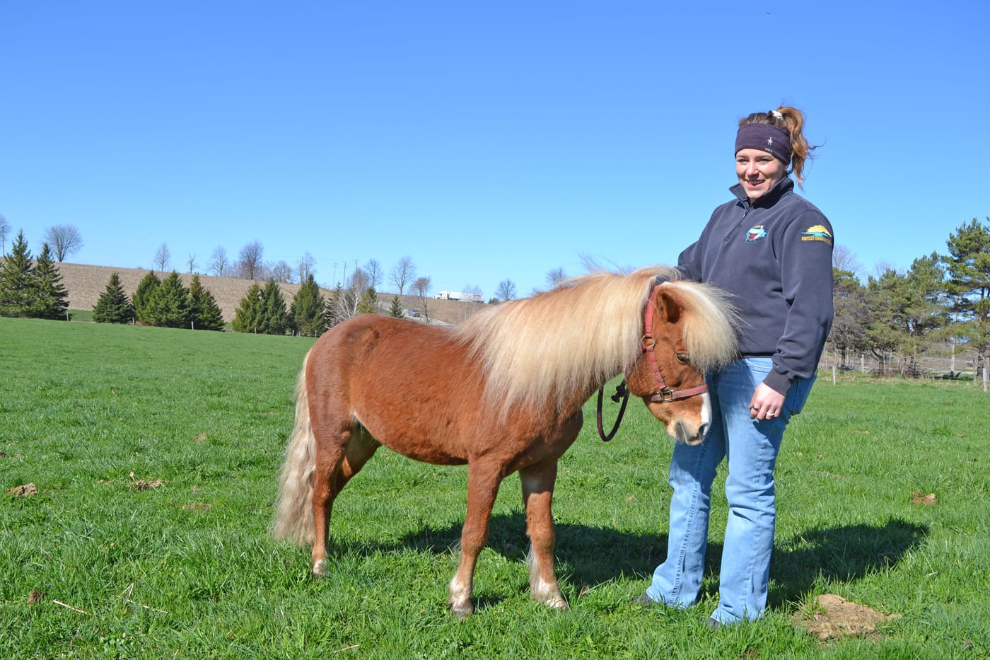 Miniature horses – bringing big joy to owners and fair goers