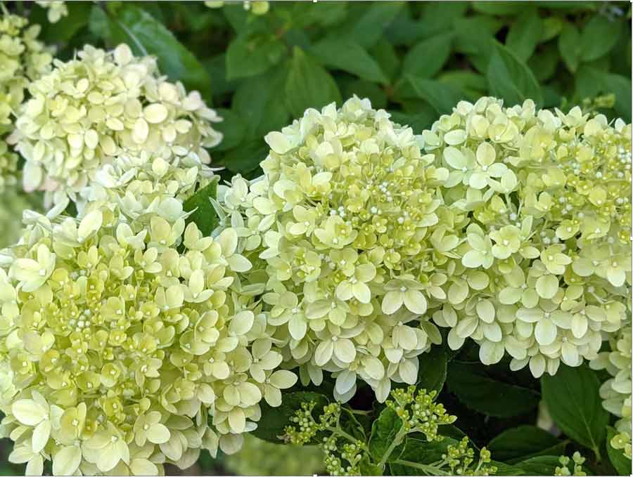 Summer beauties: How to get the most from your hydrangeas