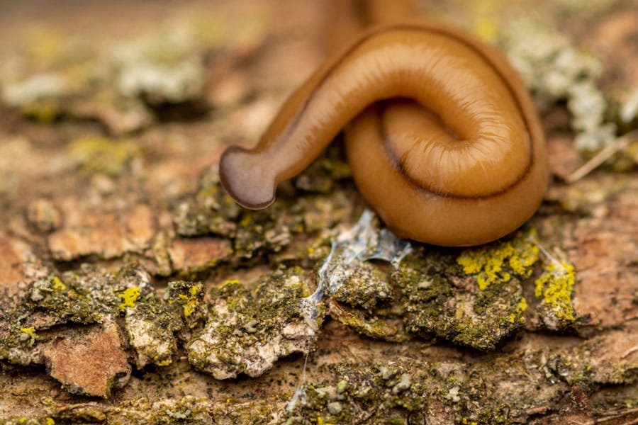 Hammerhead flatworm invades Ontario gardens, forests: entomologist