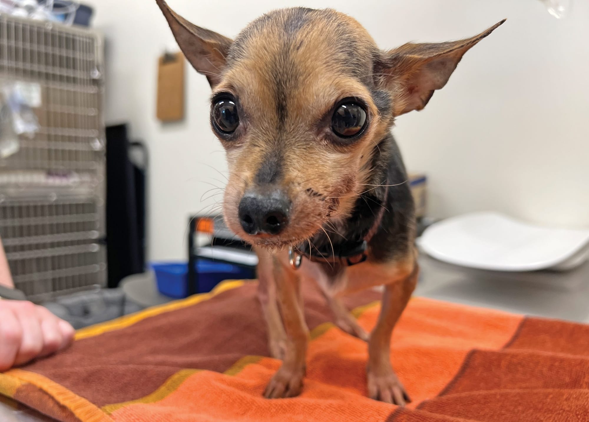 Dog found abandoned in Guelph Lake outhouse tank